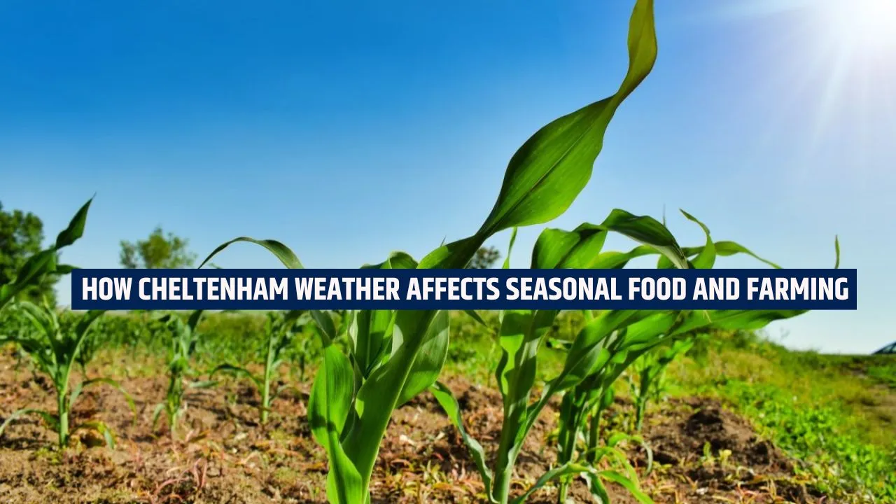 How Cheltenham Weather Affects Seasonal Food and Farming